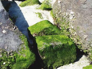 High angle view of moss growing on rock by river