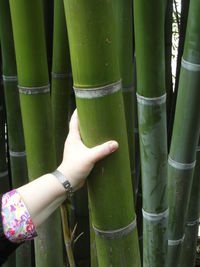 Close-up of bamboo on green plant