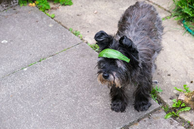 High angle view of dog on footpath with leaf on head