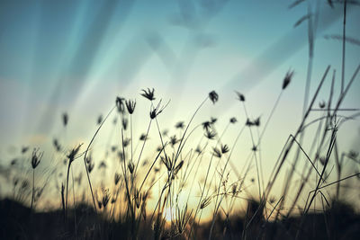 Early morning sun shining on wildflowers and weeds growing in a grassy field