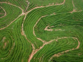 Full frame shot of agricultural field