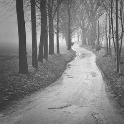 Dirt road passing through forest