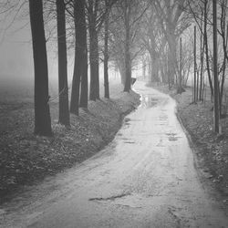 Dirt road passing through forest