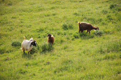 Sheep in a field