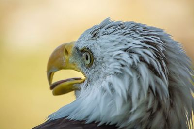 Close-up of eagle looking away