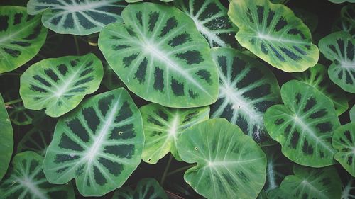 Full frame shot of plants