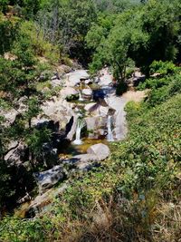 Stream flowing through forest