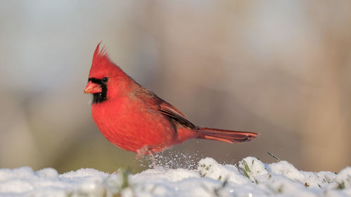 Close-up of a bird perching on snow