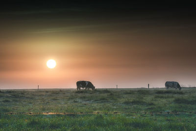 Horse grazing on field during sunset