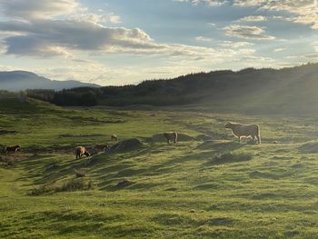 View of sheep on grassy field against sky