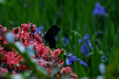 Close-up of butterfly on flower