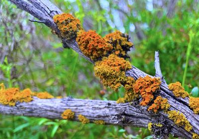 Close-up of lichen on tree trunk during autumn