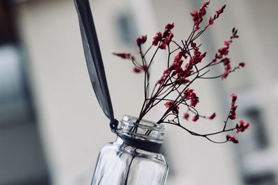 Close-up of red flowering plant in vase