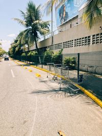 Palm trees by road against sky