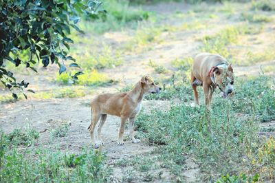 Dogs standing on land