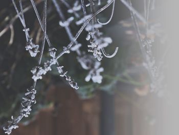 Close-up of frozen plant