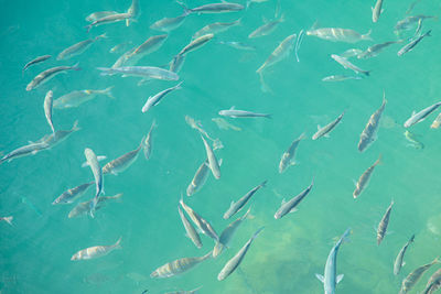 Fishes swimming in sea