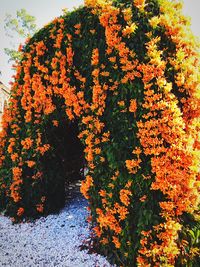Yellow leaves on tree trunk