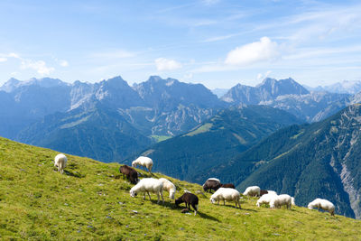 Sheep grazing on field against mountain