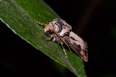 Close-up of insect on leaf