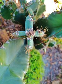 Close-up of caterpillar on cactus
