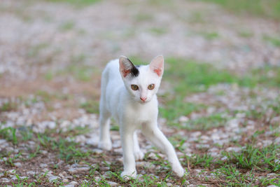 Portrait of white cat on field