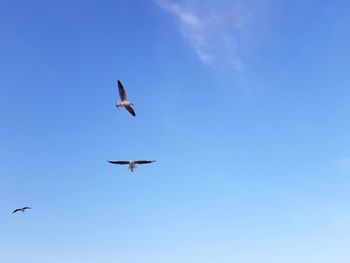 Low angle view of seagulls flying in sky