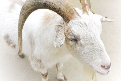 Close up of a white goat with horns 