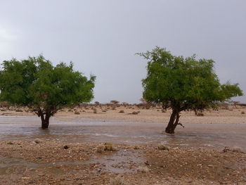 Trees on sand against clear sky