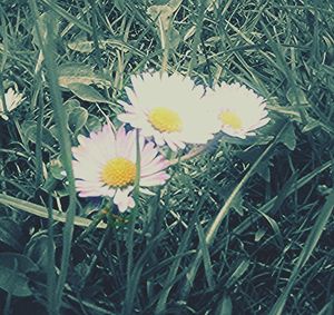 Close-up of white daisy flowers blooming in field