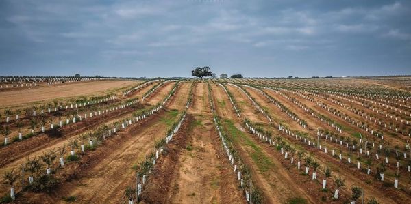 Panoramic view of agricultural field against sky