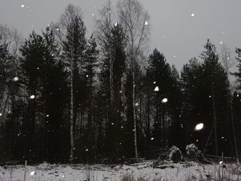 Trees against sky at night