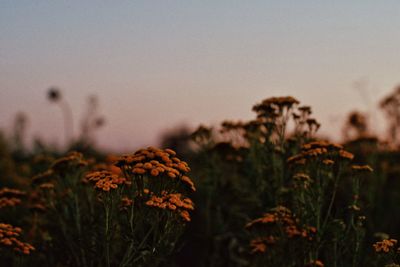 Close-up of flowering plants on land against sky during sunset