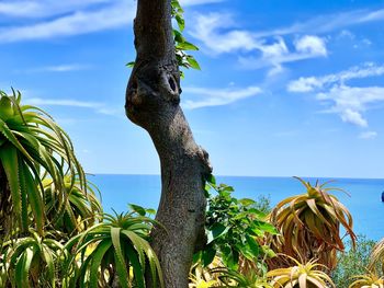 Trees against blue sky