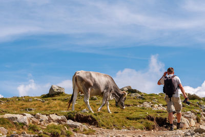 Rear view of mature man with backpack looking at cow grazing on grassy hill against blue sky