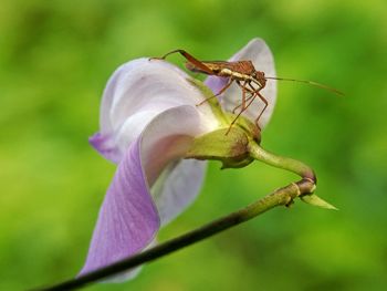 Close-up of insect on flower