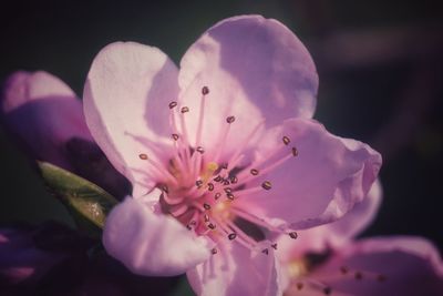 Close-up of pink flower