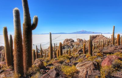 Cactus plants by salar de uyuni against clear sky
