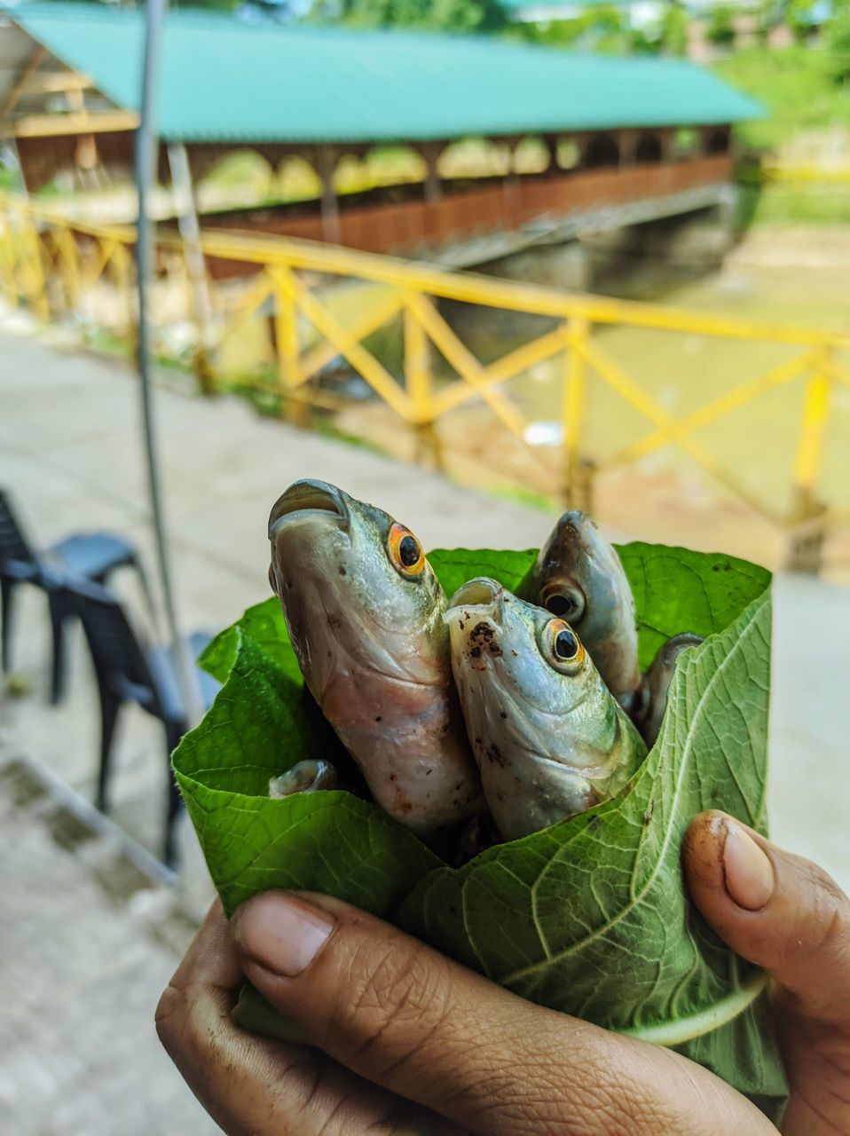 hand, green, holding, animal, animal themes, one person, reptile, focus on foreground, animal wildlife, frog, one animal, amphibian, finger, day, close-up, wildlife, nature, turtle, outdoors, food, men, adult, food and drink, true frog, lizard, lifestyles, plant, eating