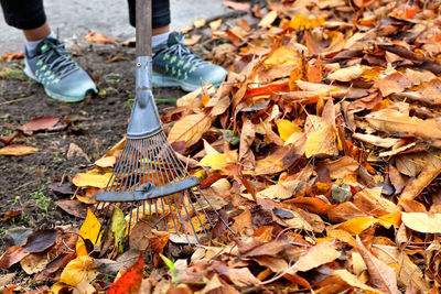 Low section of person cleaning autumn leaves on land