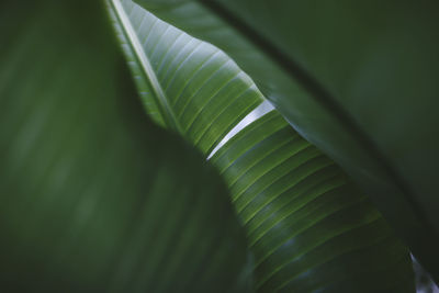 Close-up of fresh green leaf