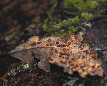 Close-up of frog on rock