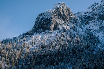 Pine trees on snow covered mountains against sky