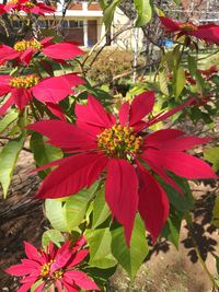 Close-up of red flowering plant