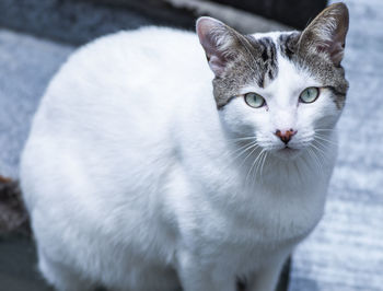 Close-up portrait of white cat