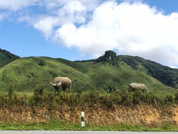 Cows grazing on field against sky