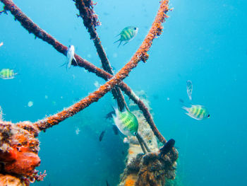 Close-up of fish swimming undersea