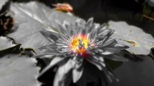 Close-up of flower against blurred background