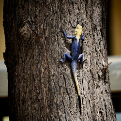 Close-up of lizard on tree trunk