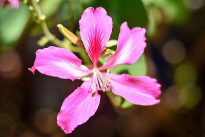 Close-up of pink flowering plant